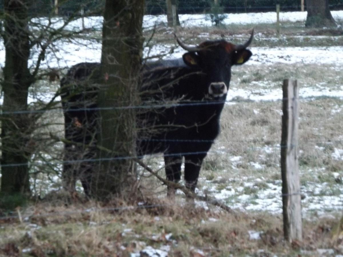 Vosseven 15 Haasje Villa Stramproy Buitenkant foto