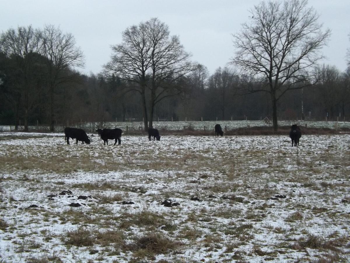 Vosseven 15 Haasje Villa Stramproy Buitenkant foto