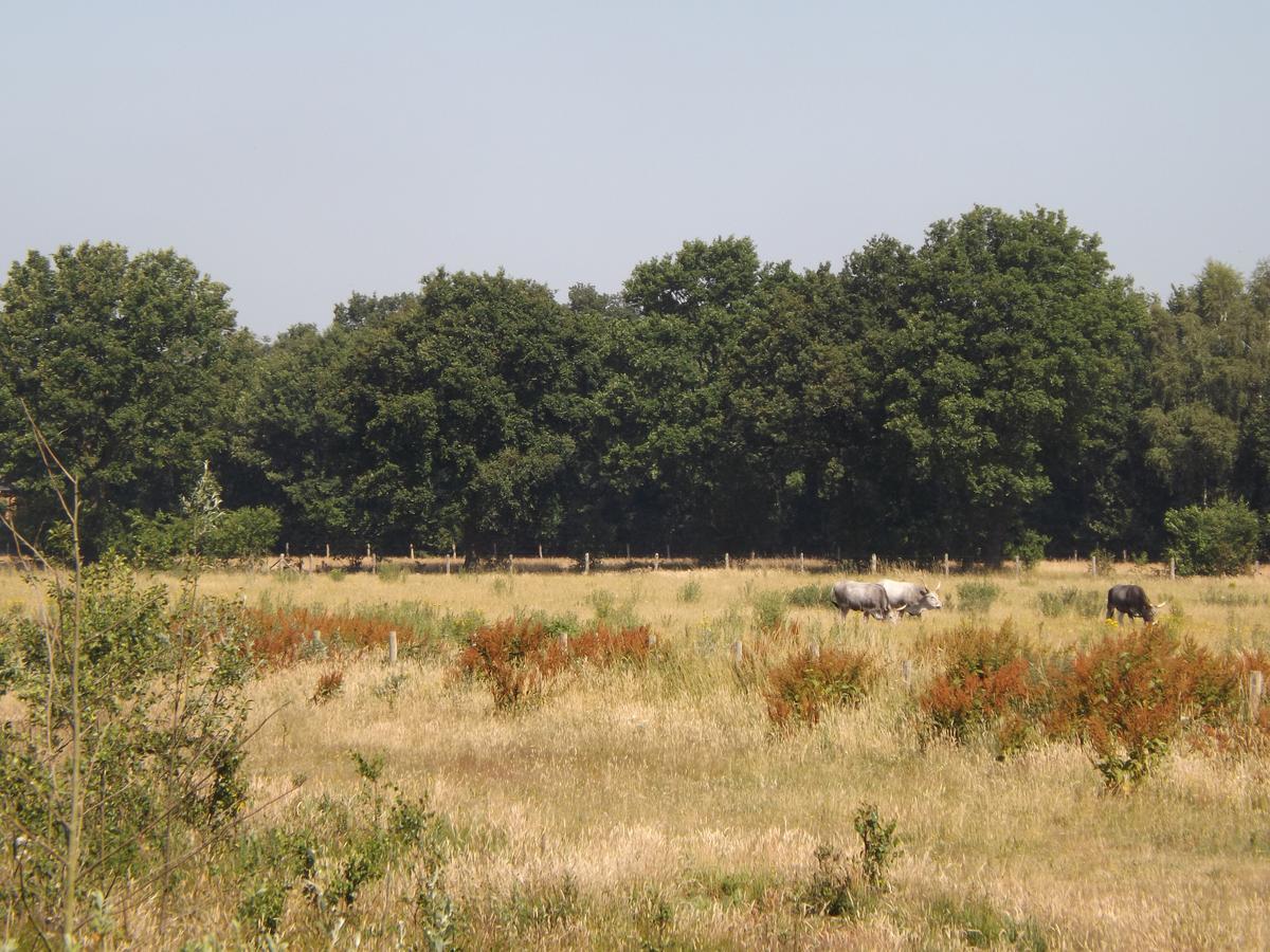 Vosseven 15 Haasje Villa Stramproy Buitenkant foto